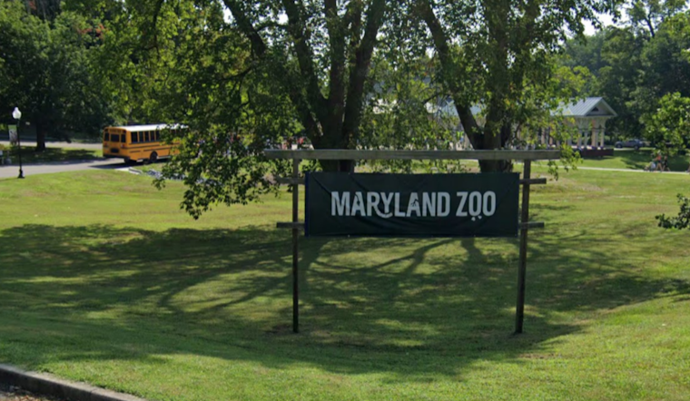 Maryland Zoo Welcomes "Kipi" the Giraffe to Delight Visitors Starting Jan. 17