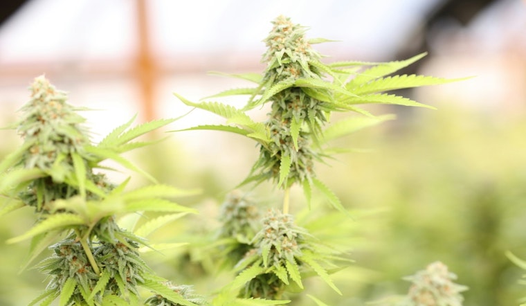Miami Welcomes Its First Medical Marijuana Dispensary After a Decade-Long Regulatory Struggle