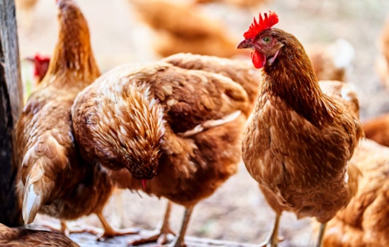 Michigan DNR Issues Health Advisory to Waterfowl Hunters Amid Rising Bird Flu Cases