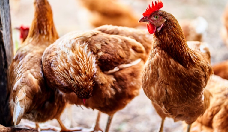 Michigan DNR Issues Health Advisory to Waterfowl Hunters Amid Rising Bird Flu Cases