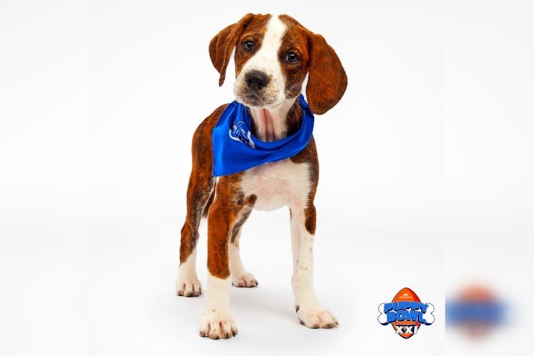 Michigan Pups Trixie and Rory Set to Shine at Puppy Bowl XXI, Representing Harbor Springs and Muskegon