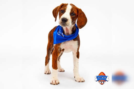Michigan Pups Trixie and Rory Set to Shine at Puppy Bowl XXI, Representing Harbor Springs and Muskegon