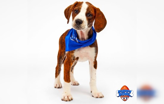 Michigan Pups Trixie and Rory Set to Shine at Puppy Bowl XXI, Representing Harbor Springs and Muskegon