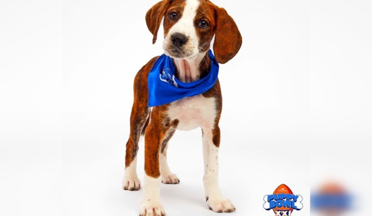 Michigan Pups Trixie and Rory Set to Shine at Puppy Bowl XXI, Representing Harbor Springs and Muskegon