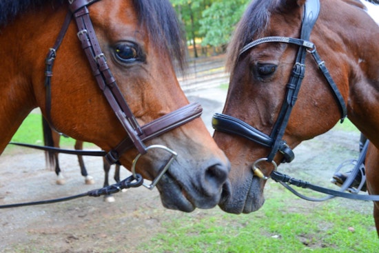Milton Equestrian Committee Debates Land Incentives, Elects New Leaders in Its 2025 Inaugural Meeting