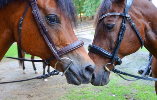 Milton Equestrian Committee Debates Land Incentives, Elects New Leaders in Its 2025 Inaugural Meeting