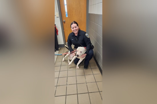 Milwaukee Police Partner with MADACC to Find Homes for Shelter Dogs Like Jet, the Huggable Terrier