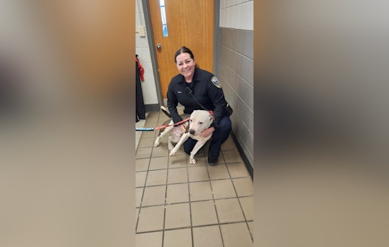 Milwaukee Police Partner with MADACC to Find Homes for Shelter Dogs Like Jet, the Huggable Terrier