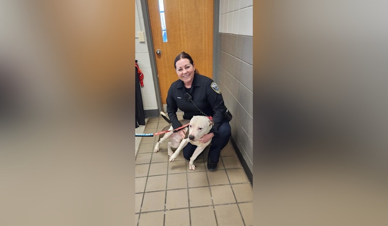 Milwaukee Police Partner with MADACC to Find Homes for Shelter Dogs Like Jet, the Huggable Terrier