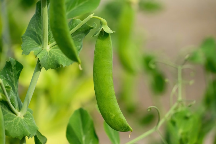 Minneapolis Pilot Project May Grant Permanency to Community Gardens Amid Urban Development