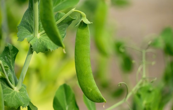 Minneapolis Pilot Project May Grant Permanency to Community Gardens Amid Urban Development