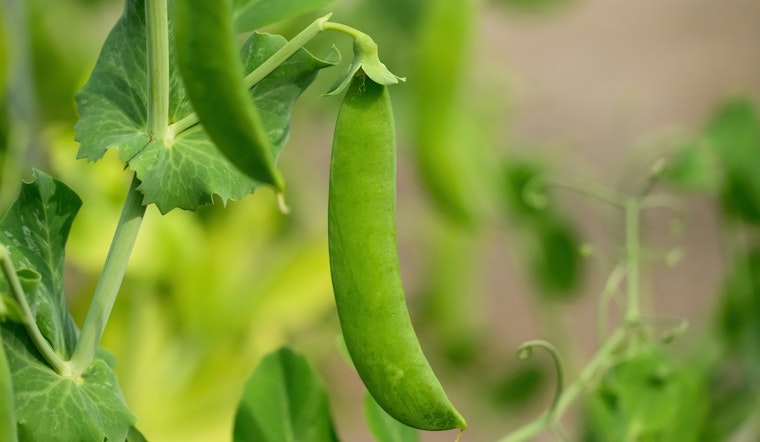 Minneapolis Pilot Project May Grant Permanency to Community Gardens Amid Urban Development