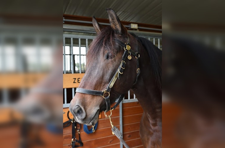 Minneapolis Police Mounted Patrol Mourns the Loss of Beloved Horse Haven