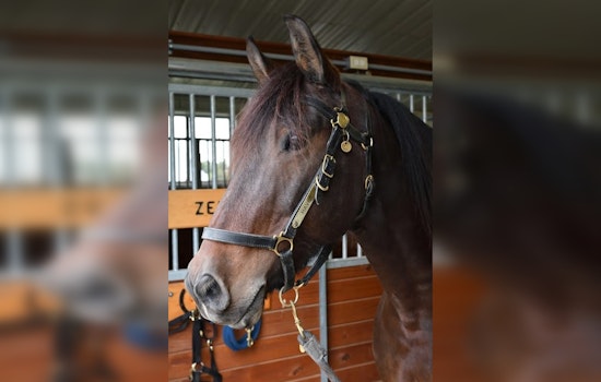 Minneapolis Police Mounted Patrol Mourns the Loss of Beloved Horse Haven