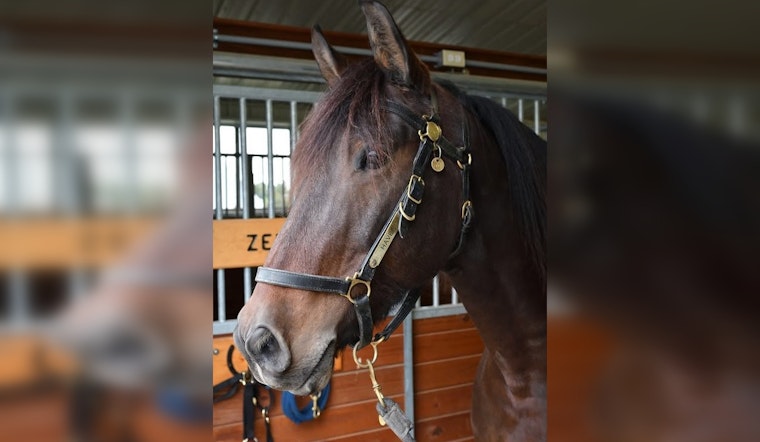 Minneapolis Police Mounted Patrol Mourns the Loss of Beloved Horse Haven