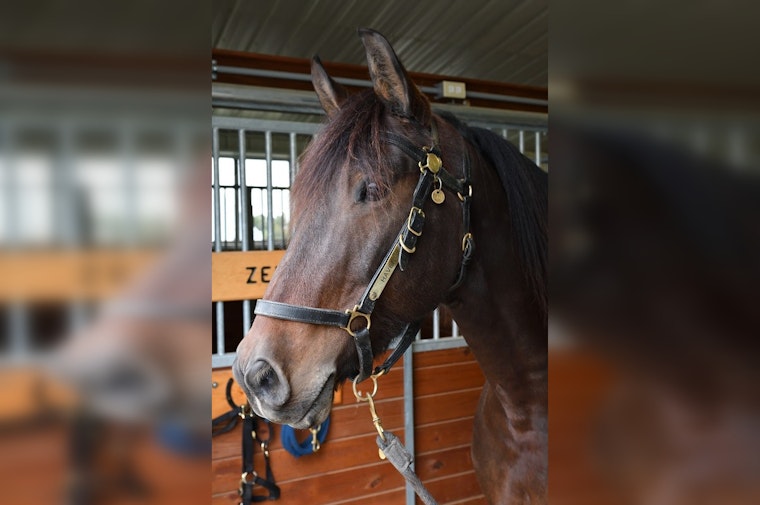 Minneapolis Police Mourn Loss of Valued Mounted Patrol Horse Haven After Surgery