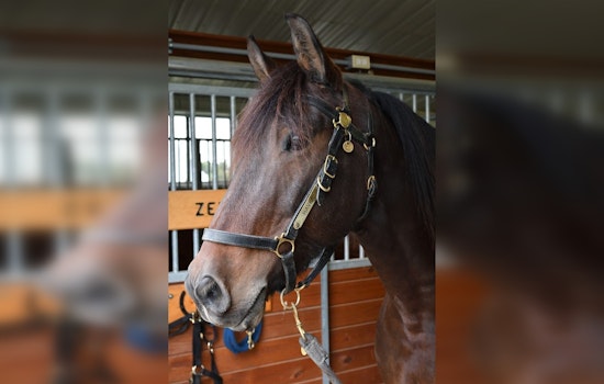 Minneapolis Police Mourn Loss of Valued Mounted Patrol Horse Haven After Surgery