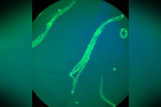 MIT Researcher Steven Flavell Explores Neural Complexities of Behavior Using C. elegans Model