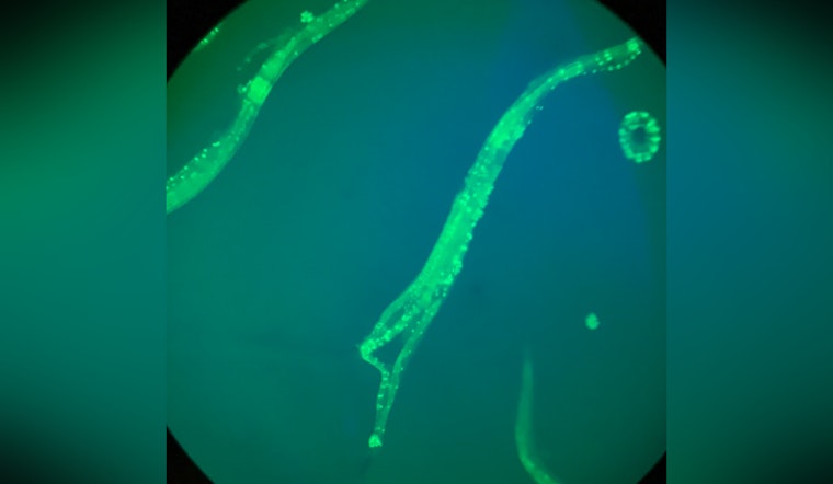 MIT Researcher Steven Flavell Explores Neural Complexities of Behavior Using C. elegans Model