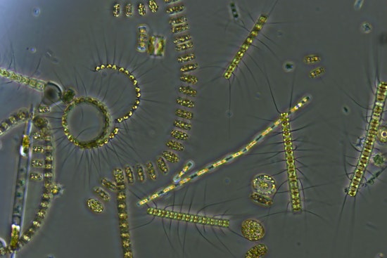 MIT Study Reveals Role of Abundant Ocean Microbe in Carbon Cycling and Ecosystem Stability