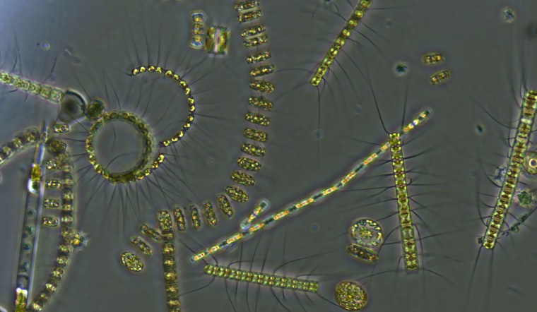 MIT Study Reveals Role of Abundant Ocean Microbe in Carbon Cycling and Ecosystem Stability