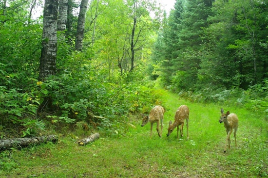 New CWD Case Brings Three-Year Deer Baiting and Feeding Ban to Manitowoc County, Wisconsin