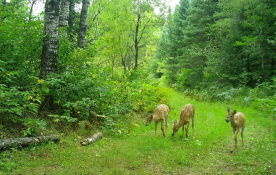New CWD Case Brings Three-Year Deer Baiting and Feeding Ban to Manitowoc County, Wisconsin