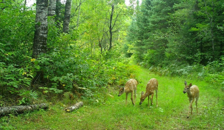 New CWD Case Brings Three-Year Deer Baiting and Feeding Ban to Manitowoc County, Wisconsin