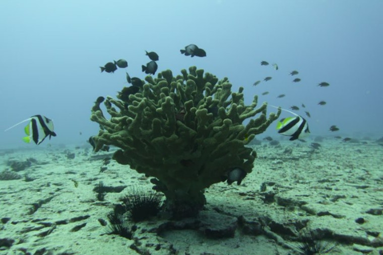 New Fisheries Management Area Set to Revitalize Marine Life in Oʻahu's Maunalua Bay