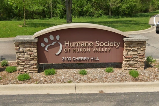 New Hampshire Cat’s 700-Mile Journey to Michigan Ends in Joyful Reunion, Thanks to Microchip