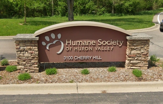 New Hampshire Cat’s 700-Mile Journey to Michigan Ends in Joyful Reunion, Thanks to Microchip