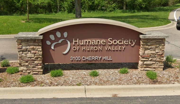 New Hampshire Cat’s 700-Mile Journey to Michigan Ends in Joyful Reunion, Thanks to Microchip