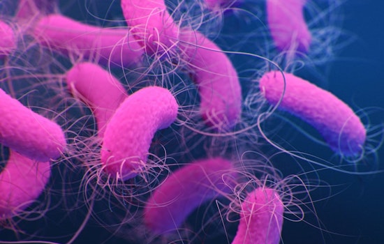 New Orleans Breakthrough as Tulane University Scientists Crack Code on Bacterial Drug Resistance