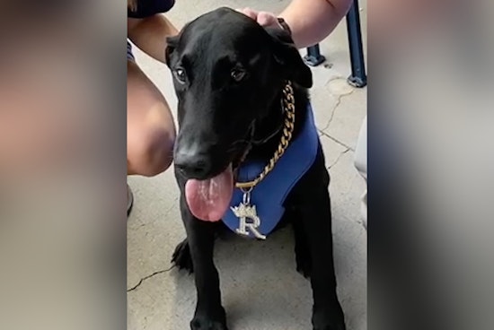 North Carolina Mourns the Loss of Beloved Sports Canine, 'Ripken the Bat Dog'