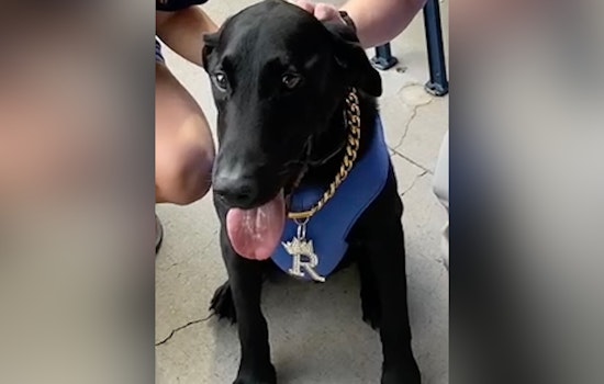 North Carolina Mourns the Loss of Beloved Sports Canine, 'Ripken the Bat Dog'