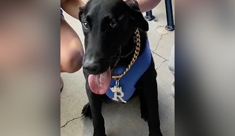 North Carolina Mourns the Loss of Beloved Sports Canine, 'Ripken the Bat Dog'