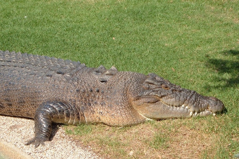 Northeast Miami-Dade Community on Edge as Crocodile Makes Repeated Visits to Residential Area