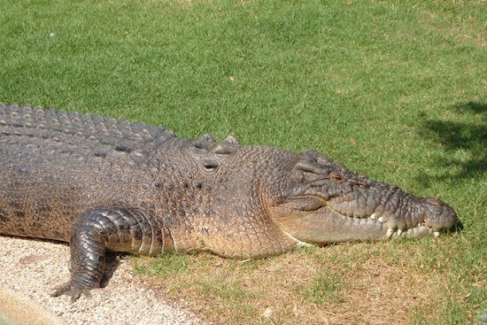 Northeast Miami-Dade Community on Edge as Crocodile Makes Repeated Visits to Residential Area