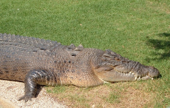Northeast Miami-Dade Community on Edge as Crocodile Makes Repeated Visits to Residential Area