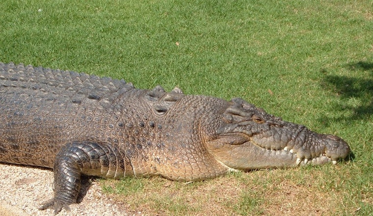 Northeast Miami-Dade Community on Edge as Crocodile Makes Repeated Visits to Residential Area