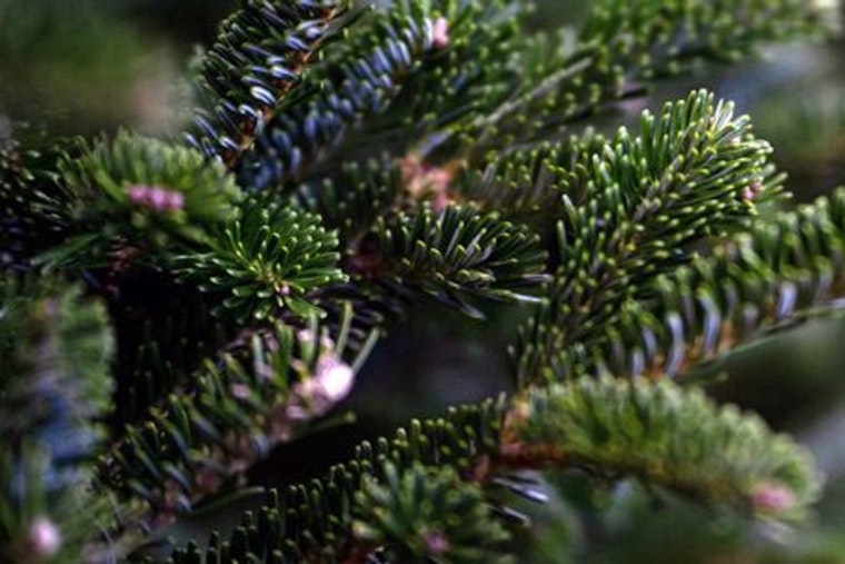 Oak Ridge Sets Post-Holiday Tree Disposal Guidelines, Designated Drop-Offs at Big Turtle & Solway Parks