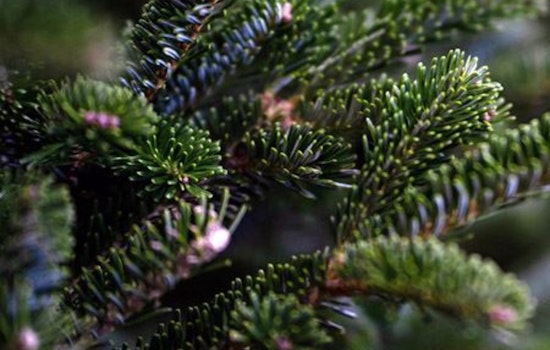 Oak Ridge Sets Post-Holiday Tree Disposal Guidelines, Designated Drop-Offs at Big Turtle & Solway Parks