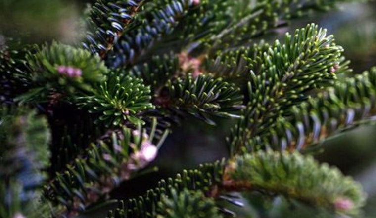 Oak Ridge Sets Post-Holiday Tree Disposal Guidelines, Designated Drop-Offs at Big Turtle & Solway Parks