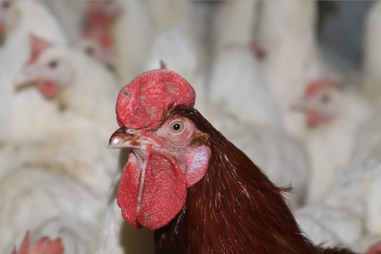 Oakland County Monitors 12th Individual After Bird Flu Exposure, Public Risk Remains Low
