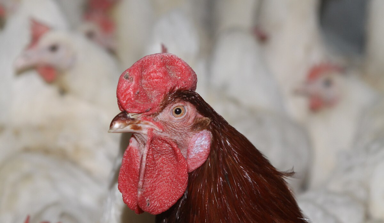 Oakland County Monitors 12th Individual After Bird Flu Exposure, Public Risk Remains Low