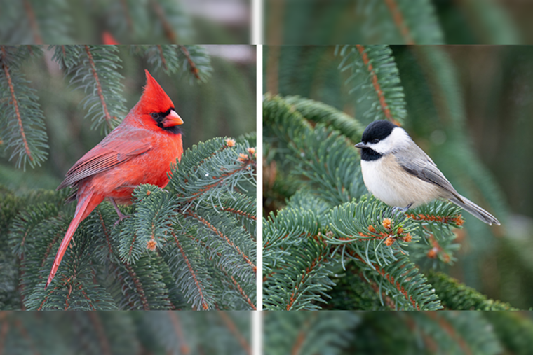Ohio Department of Natural Resources Encourages Residents to Donate Christmas Trees for Wildlife Habitat Enrichment