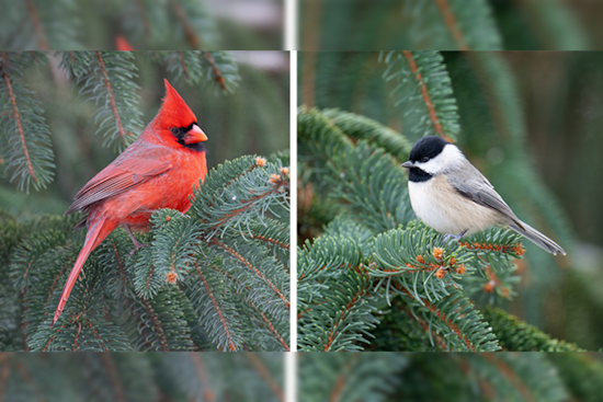 Ohio Department of Natural Resources Encourages Residents to Donate Christmas Trees for Wildlife Habitat Enrichment