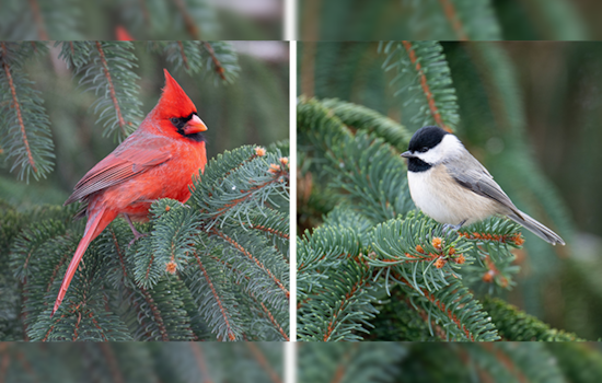 Ohio Department of Natural Resources Encourages Residents to Donate Christmas Trees for Wildlife Habitat Enrichment