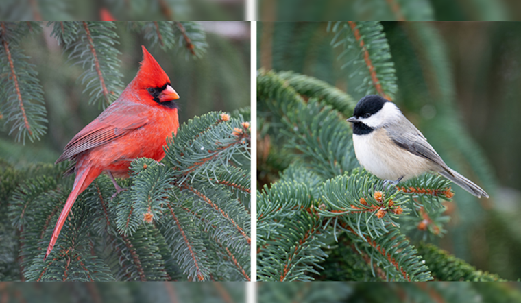 Ohio Department of Natural Resources Encourages Residents to Donate Christmas Trees for Wildlife Habitat Enrichment