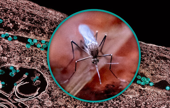 Ohio Health Officials Detect Widespread West Nile Virus Presence, Franklin County Leads in Positive Mosquito Tests